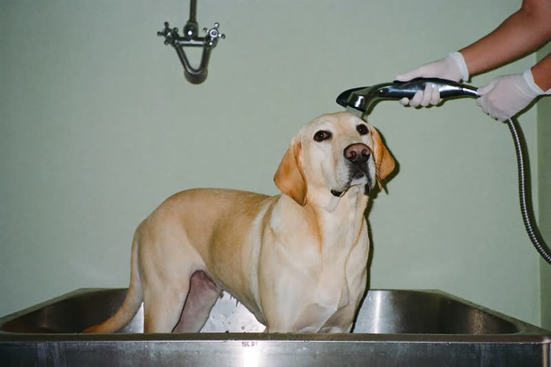 A labrador being rinsed in a grooming bath