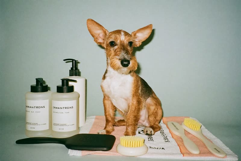 A freshly washed terrier sitting beside grooming brushes and plain bottles