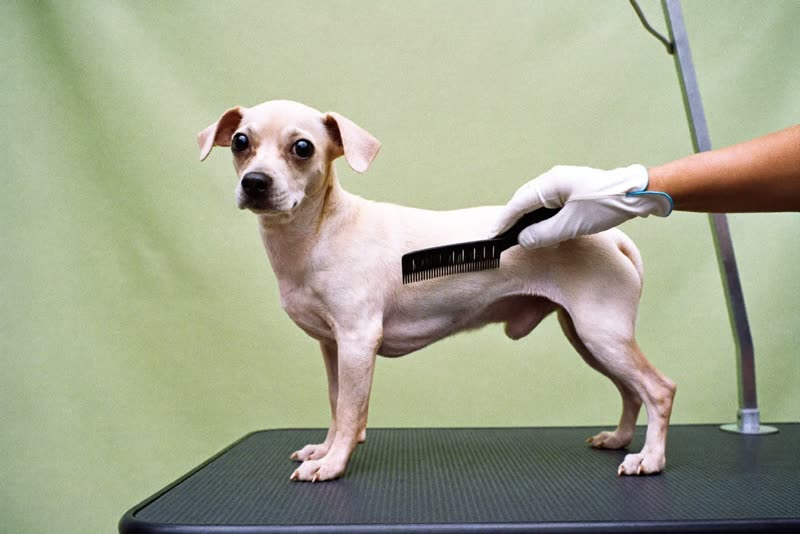 A small dog being combed on a grooming table