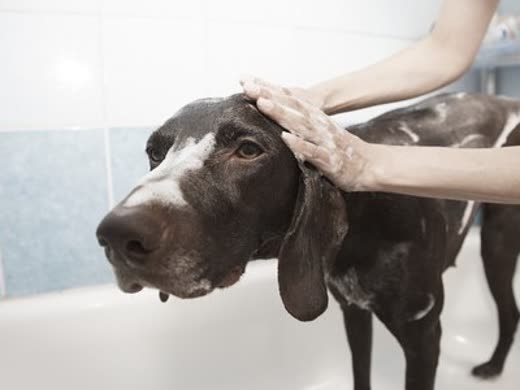A pointer-type dog being lathered on the head in a white bath at a mobile dog wash