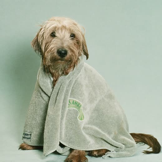 A small wet terrier wrapped in a towel after a wash