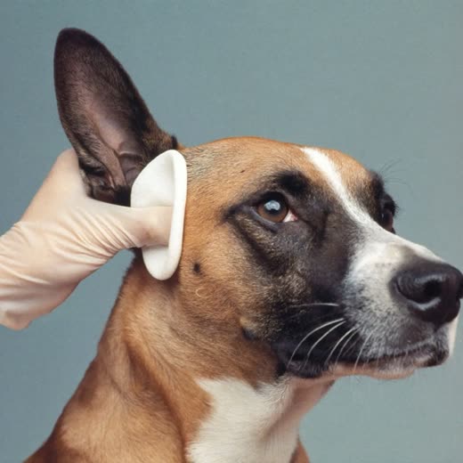A dog's ear being gently wiped clean