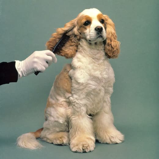 A spaniel's coat being brushed out